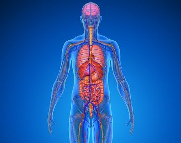 Anatomy and Pathophysiology Series; Obesity Webinar