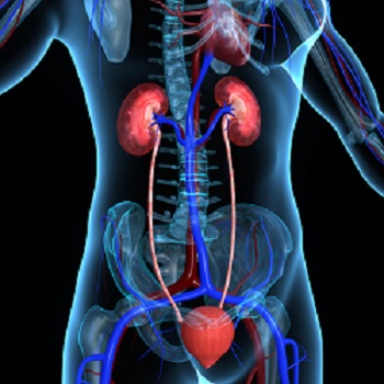 Anatomy and Pathophysiology Series; The Urinary System Webinar